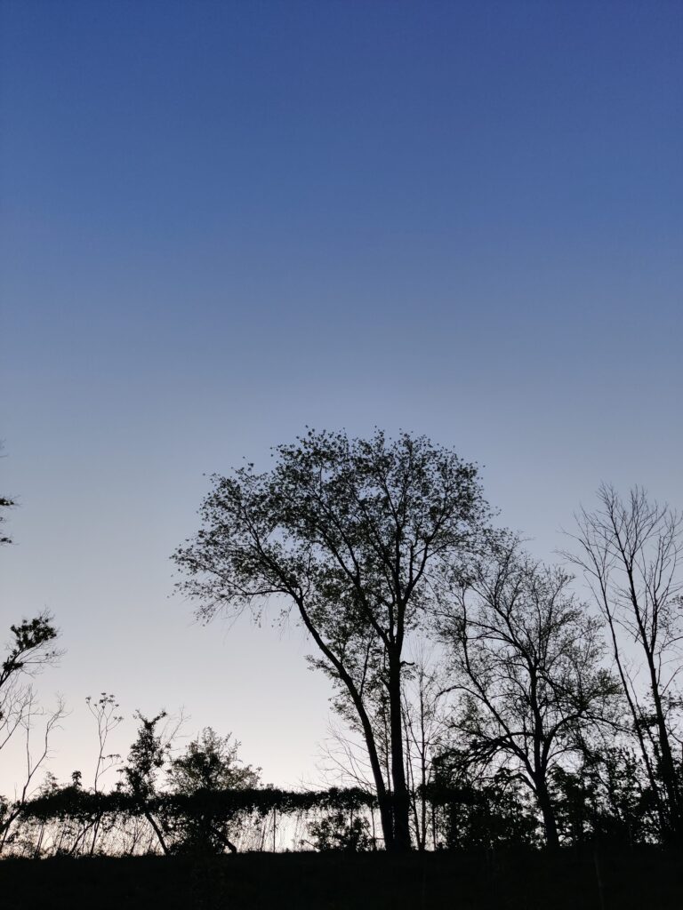 Trees and a fence silhouetted against a blue twilight sky.