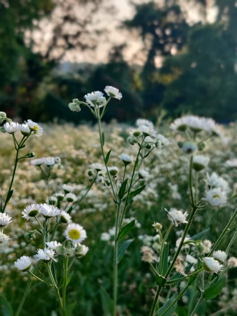 A field of tiny white flowers at dusk. Those closest to the camera are in focus.