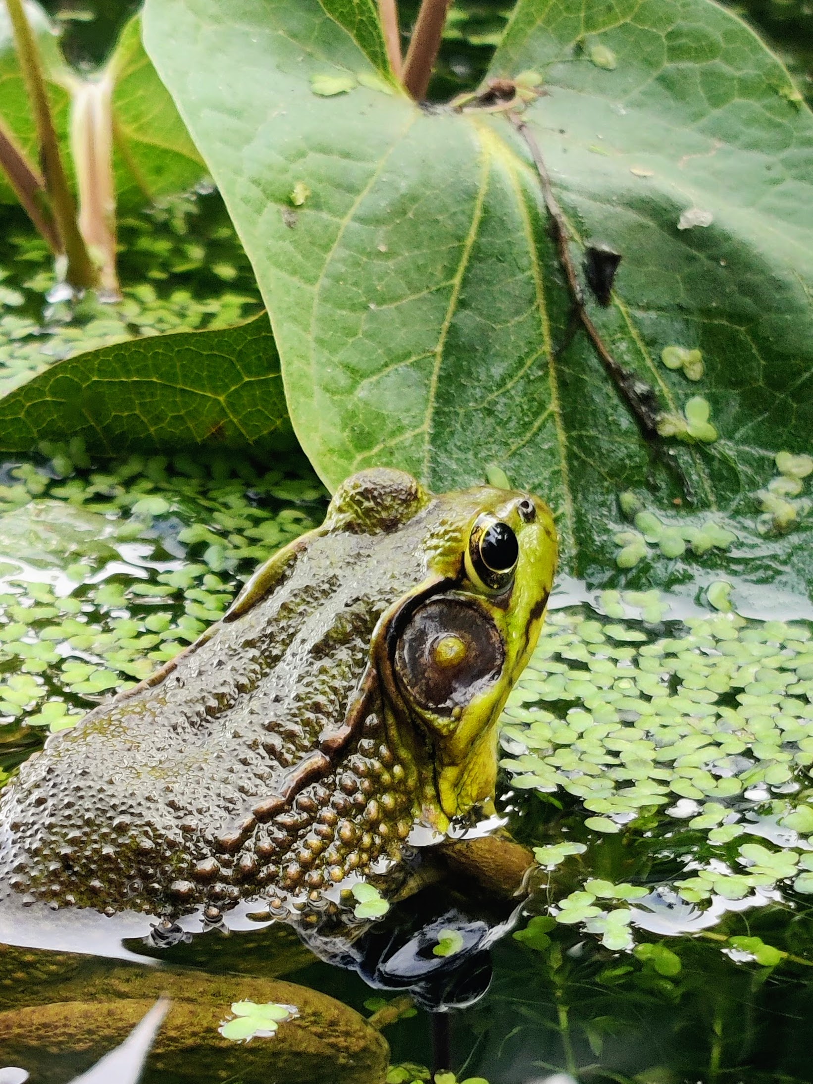 A brown and green frog sticks its head out of pond water, green water plants in the background.