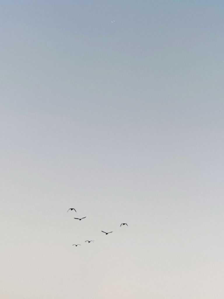 A twilight sky with geese flying in a V in the distance.