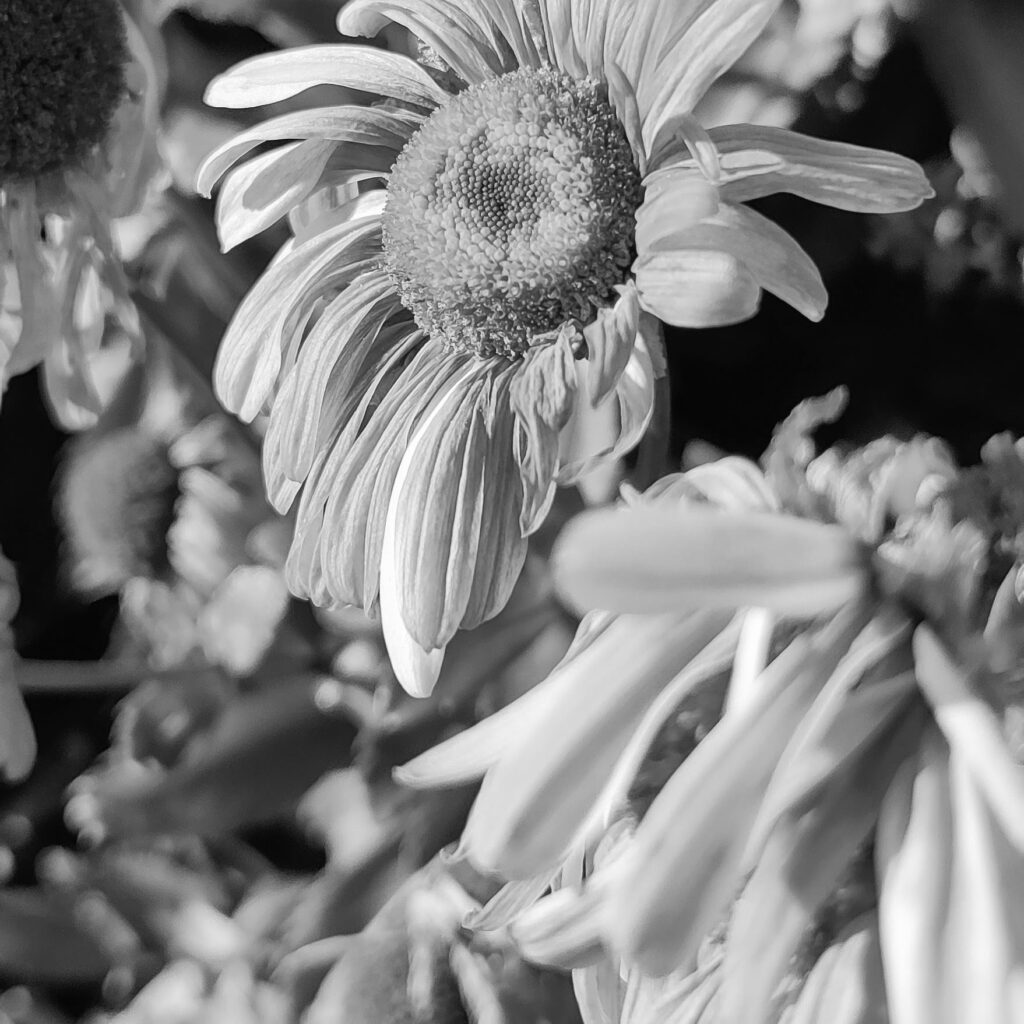 Black and white close-up of a flower.