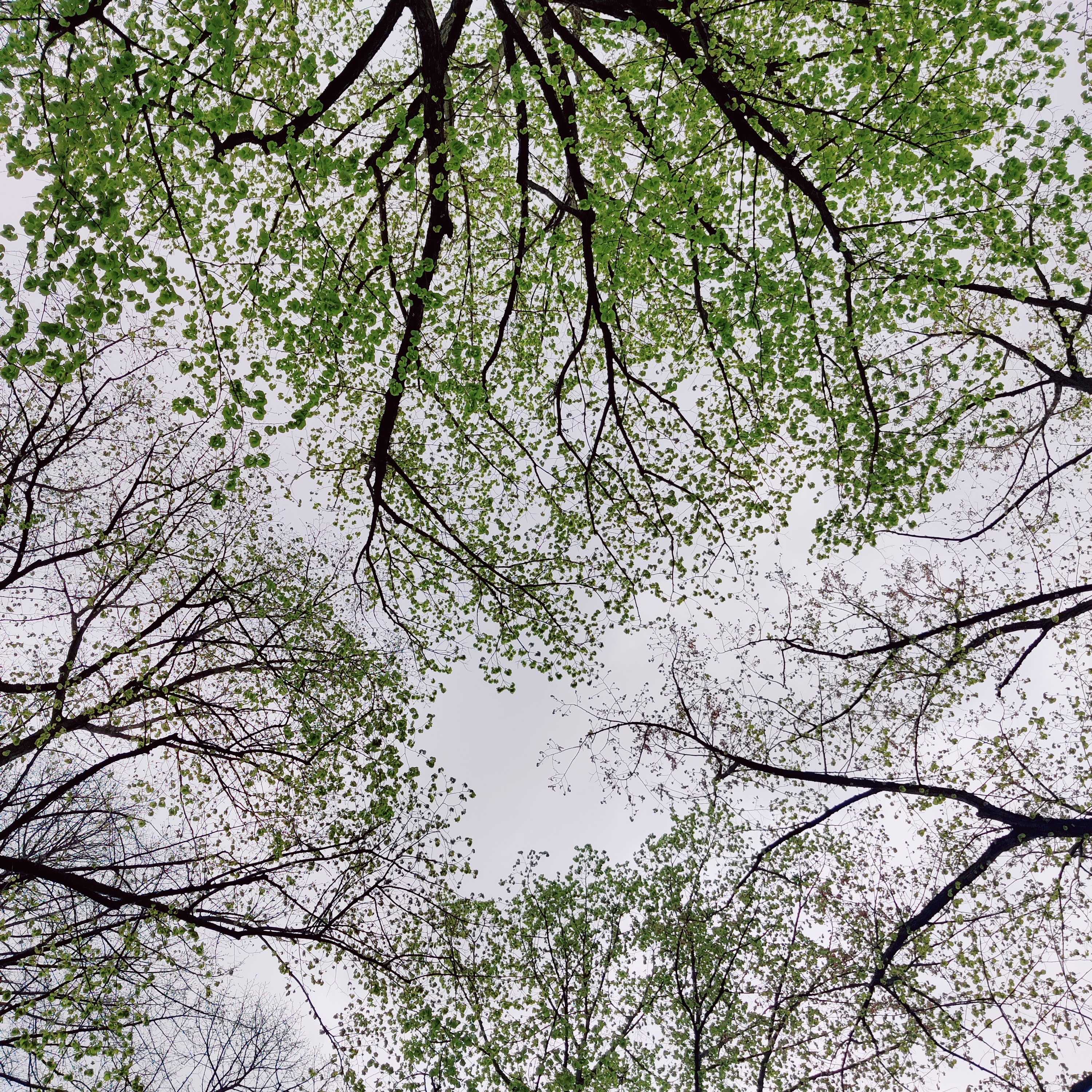 A view looking up into just-leafing trees in early spring.