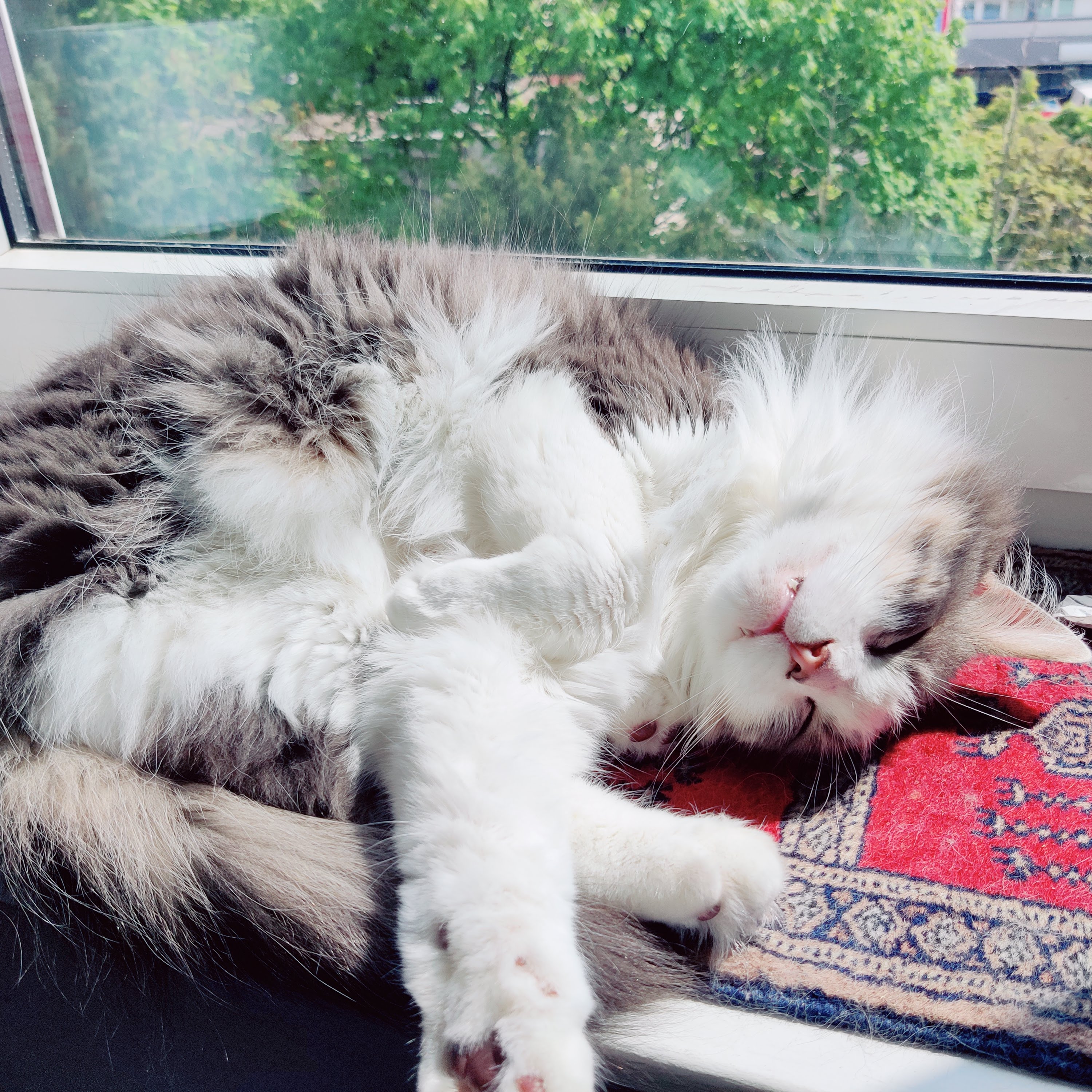 A fluffy gray and white cat sleeps upside down in a sunny windowsill.