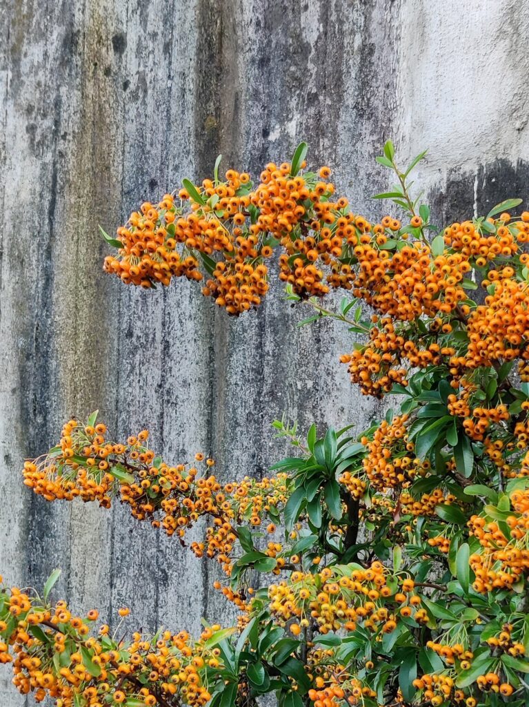 Orange-yellow berries and green leaves against a concrete wall.