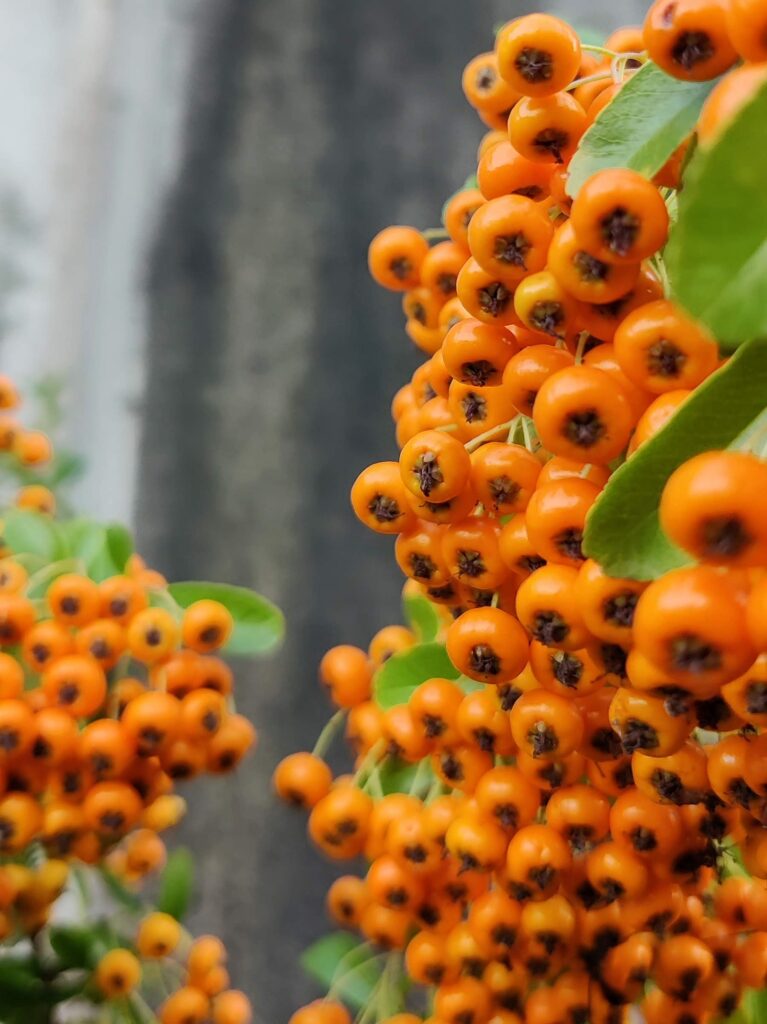 A close-up of orange-yellow berries and leaves against a concrete backdrop.