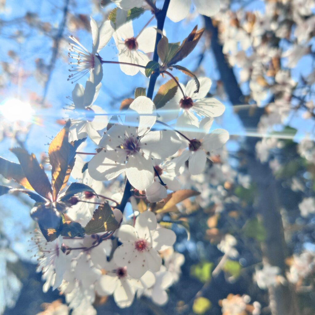 White blossoms on a branch in sunlight, backlit by a blue sky.